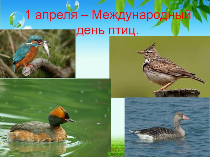 Внеклассное мероприятие День птиц 1 апреля – Международный день птиц. 1 апреля – Международный день птиц.