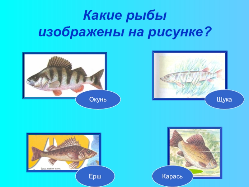 На рисунке изображена щука и окунь длина окуня 20 сантиметров какова примерная длина щуки