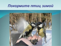 Презентация. Покормите птиц зимой