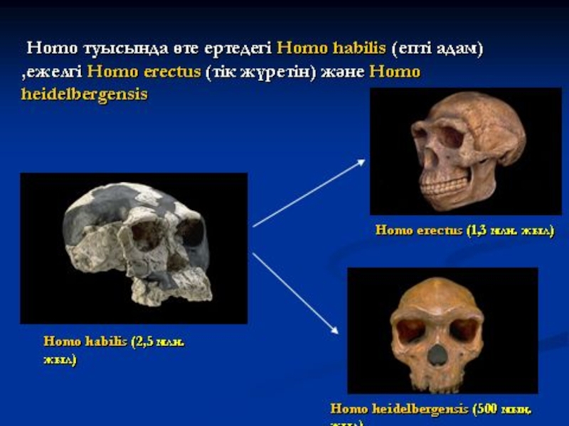 Представители рода homo. Хомо сапиенс первые представители. Представители рода хома. Представители рода хома. Представители древнейших.