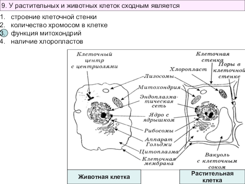 Строение растительной и животной клетки рисунок