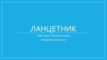 Презентация по биологии на тему Ланцетник (7 класс)