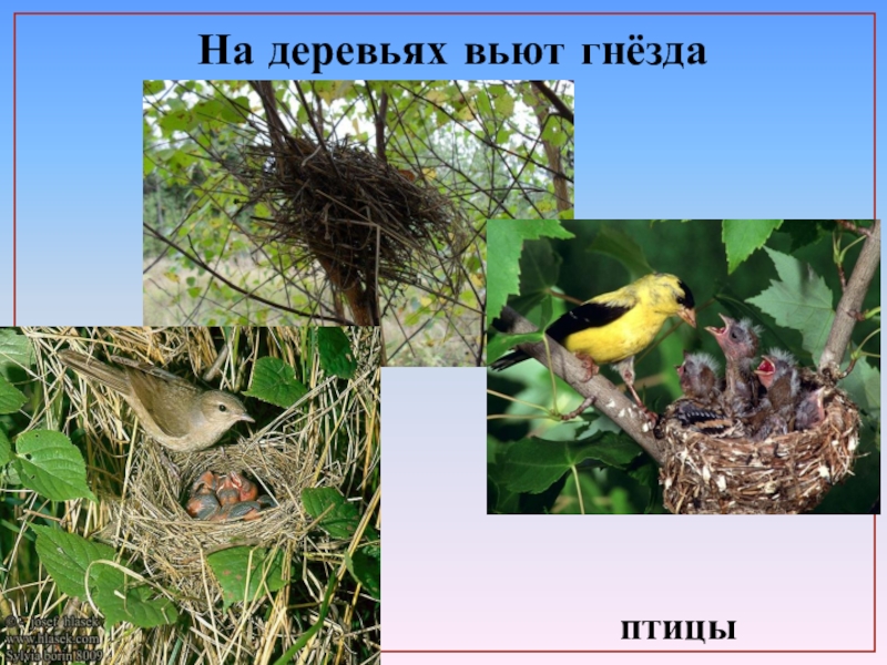 Птичка гнезда не вьет праздник 2024. Птицы которые вьют гнезда на деревьях. Гнездо птицы на дереве. Вить гнездо. На земле вьют гнезда.