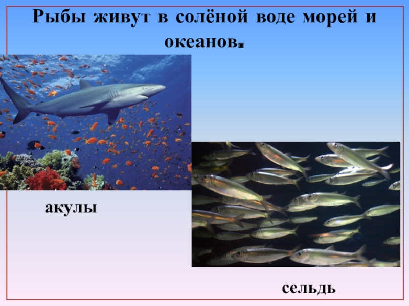 Рыбы обитатели водоемов 2 класс школа 21 века презентация