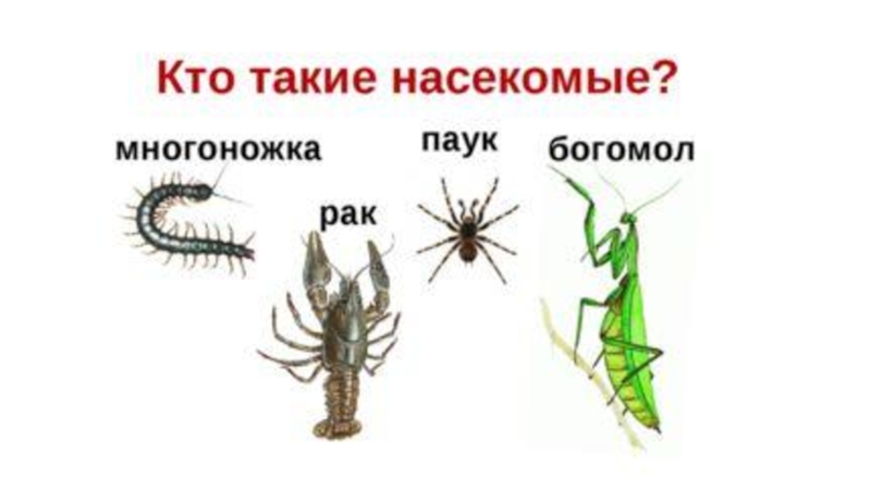 1 класс мир насекомых. Кто такие насекомые. Насекомые 1 класс окружающий мир. Кто такие насекомые 1 класс. Презентация насекомые 1 класс.