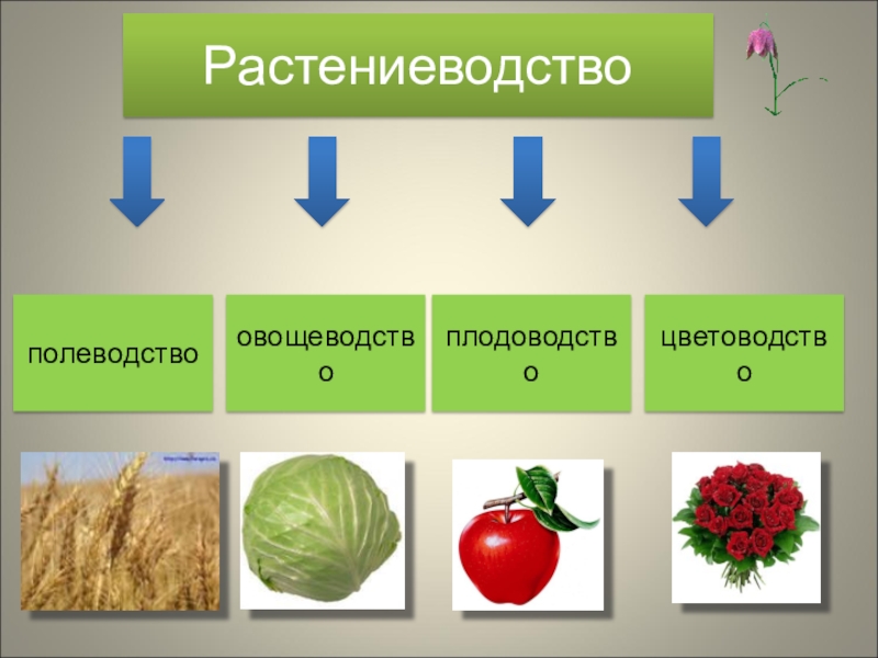 Проект по растениеводству 8 класс