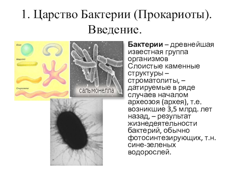 Группы организмов прокариот. Царство бактерий. Царство бактерии общая характеристика. Бактерии царство бактерий. Царство бактерии строение.