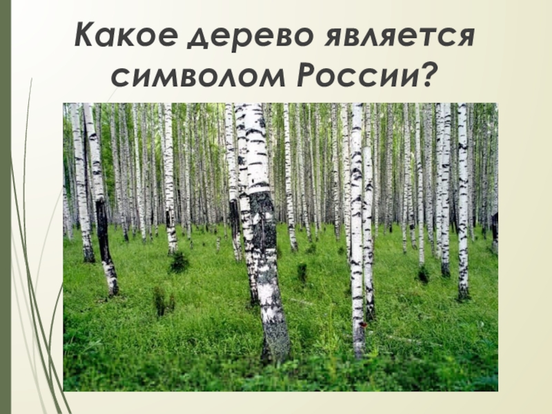 Какие деревья являются символом. Дерево символ России. Какое дерево символ России. Какие деревья являются символом России. Какие два дерева являются символами России.