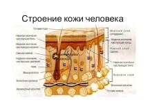 Сдлайды к уроку биологии Строение и значение кожи 8 класс