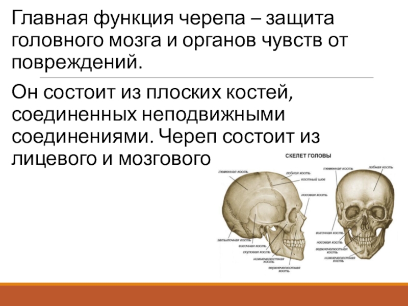 Отдел скелета череп особенности строения функции. Скелет головы отделы кости мозгового черепа. Характеристика костей черепа мозговой отдел. Строение черепа и функции мозговой лицевой отдел. Череп анатомия строение функции.