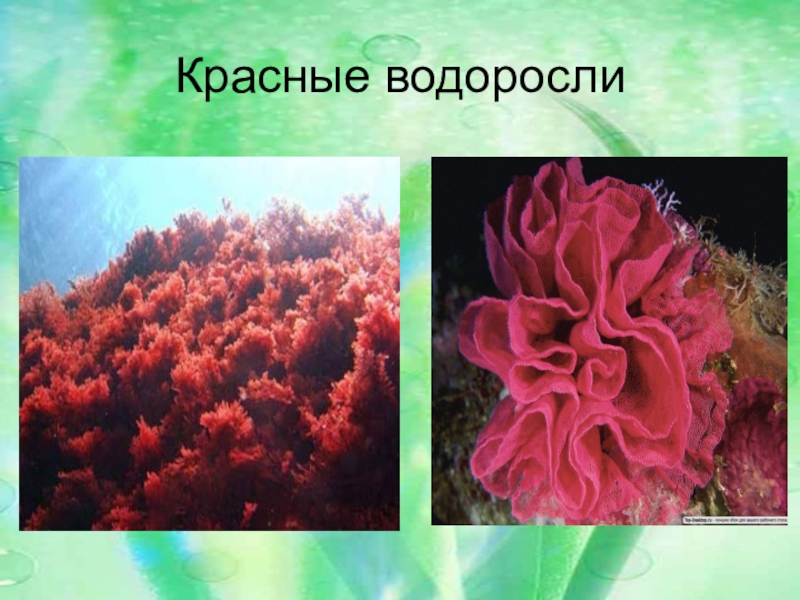 Биология водоросли сообщение. Зелёные водоросли Филлофора. Красные водоросли 5 класс биология. Водоросли биология 7. Многоклеточные водоросли каллитамнион.