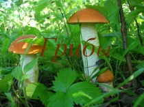 Презентация по познанию мира Грибы