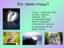 Презентация по окружающему миру Кто такие птицы?