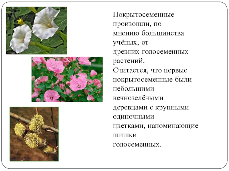Характерные цветы для покрытосеменных. Покрытосеменные растения произошли от. Цветковые растения произошли от. Покрытосеменные растения их характеристика. Описание покрытосеменных растений.