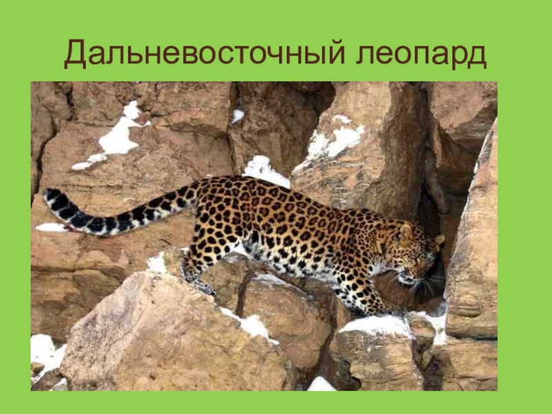 Амурский леопард презентация