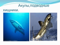 Презентация по окружающему миру Акулы-подводные хищники