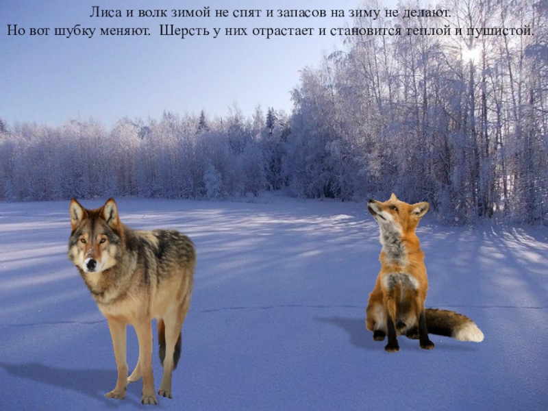 Лиса провела волка. Волк и лиса зимой. Лисы и волки. Лисы и волки зимой. Весенний волк.