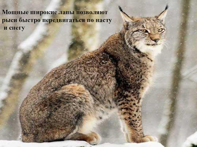 Как передвигается рысь. Как передвигается рысь. Доклад про рыся. Обыкновенная рысь lynx lynx. Продолжительность жизни рыси.