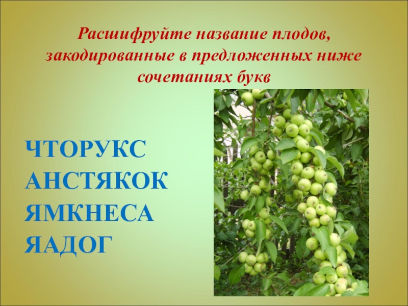 Плоды 6 букв. Расшифруйте название плодов ЧТОРУКС. Расшифруйте название плодов ЧТОРУКС АНСТЯКОК ямкнеса ЯАДОГ. Расшифруйте название плодов ямкнеса. Название 11 плодов.