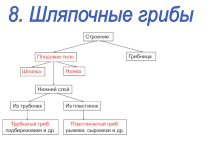 Презентация к уроку Шляпочные грибы 5 кл биология