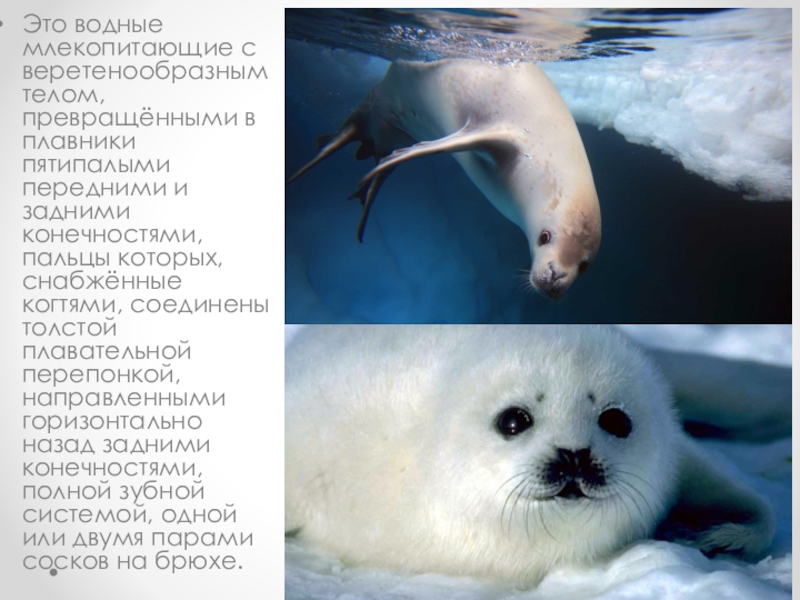 Водные млекопитающие примеры. Водные млекопитающие. Водные млекопитающие представители. Водные и околоводные млекопитающие. Водные млекопитающие презентация.