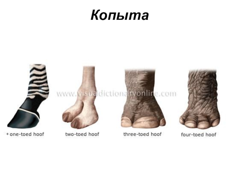 части тела животных. кобуры для лошади. копыта на английском. конская нога. копыто лошади рентген ламинит.