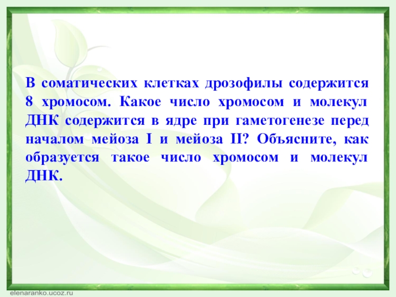 В соматической клетке дрозофилы 8 хромосом