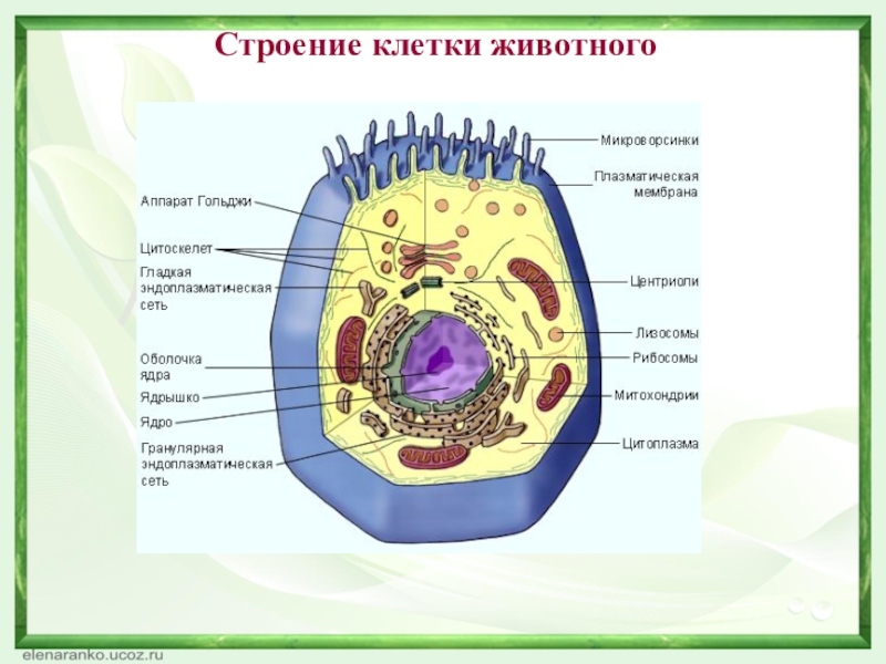 Клетка 9 класс. Строение клетки животного. Биология строение животной клетки. Строение клетки животных 9 класс. Строение животной клетки 9 класс биология.