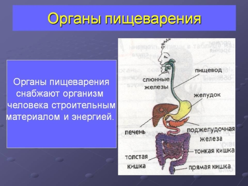 Презентация органы пищеварения 4 класс