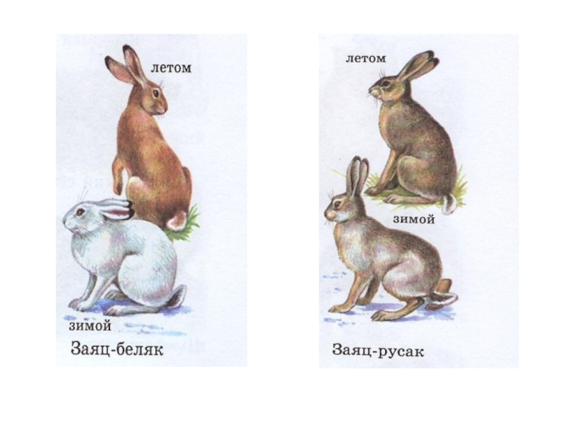 Различие зайца и белки. Различия зайца беляка и зайца русака 2 класс. Заяц-Беляк и заяц-Русак сходства и различия окружающий мир. Различие зайца беляка и зайца русака окружающий мир. Отличия и сходства зайца беляка и русака окружающий мир 2 класс.