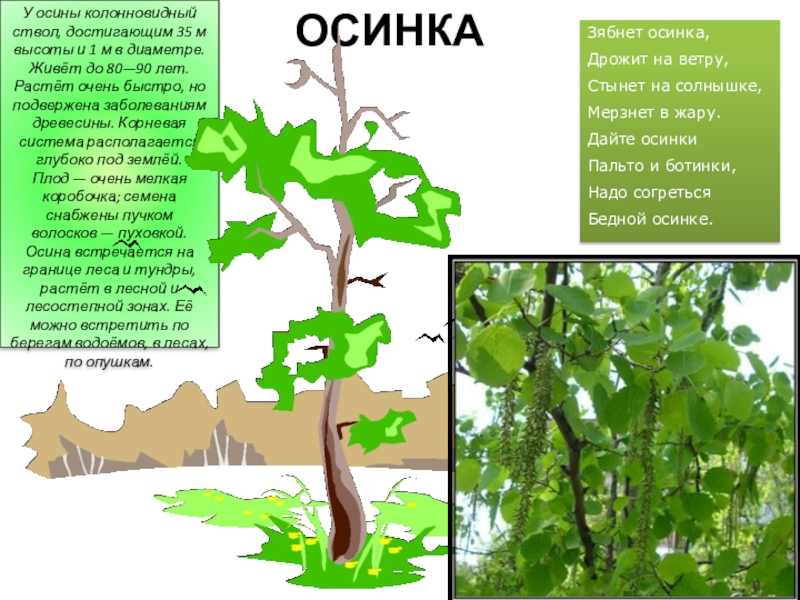 Презентация по лексической теме Деревья ОСИНКАЗябнет осинка, Дрожит на ветру,Стынет на солнышке,Мерзнет в жару.Дайте осинкиПальто и ОСИНКАЗябнет осинка, Дрожит на ветру,Стынет на солнышке,Мерзнет в жару.Дайте осинкиПальто и ботинки,Надо согретьсяБедной осинке.У осины колонновидный ствол,