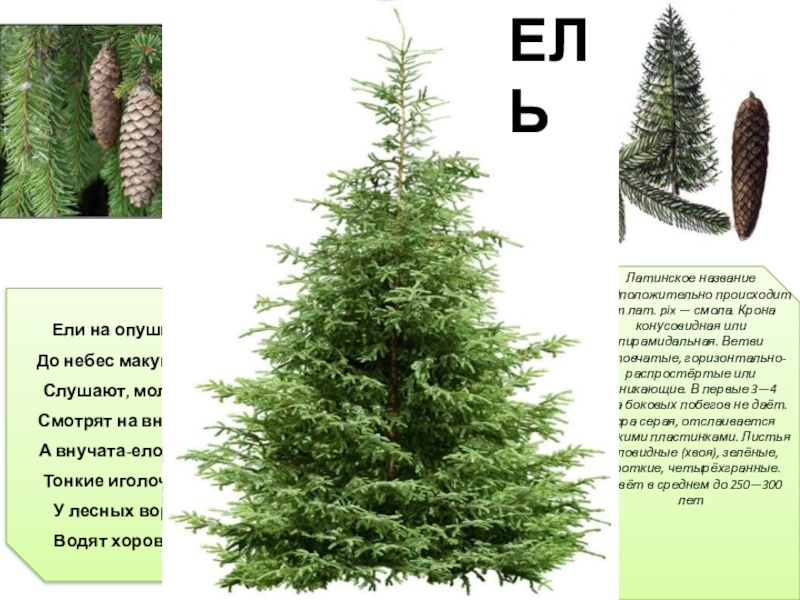 Презентация на тему Ели на опушке – До небес макушки – Ели на опушке – До небес макушки – Слушают, молчат,Смотрят на внучат.А внучата-елочки – Тонкие иголочки –У