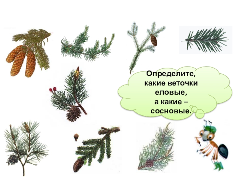 Презентация по лексической теме Деревья Определите, какие веточки еловые, а какие – сосновые. Определите, какие веточки еловые,
