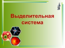 Презентация по биологии на тему Выделительная система (8 класс)