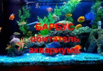 Презентация по окружающему миру Барбус (2 класс) (Мазник Дмитрий)