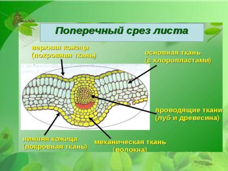 Рисунок поперечного листа. Поперечный срез листа фикуса строение. Поперечный срез листа камелии механическая ткань. Поперечный срез листа камелии. Поперечный срез листа строение.