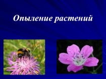 Презентация по биологии на тему Опыление растений