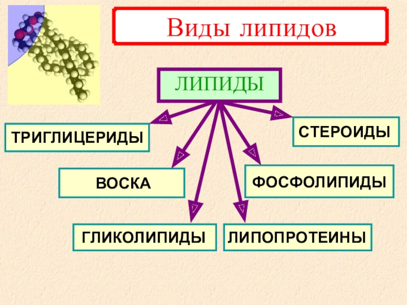 Липиды их строение и функции 10 класс презентация пасечник