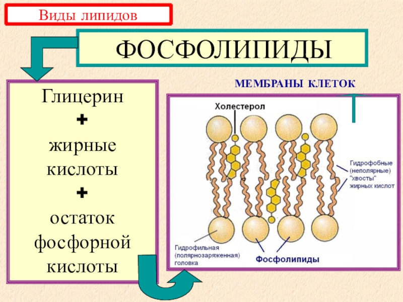 Липиды презентация 9 класс биология