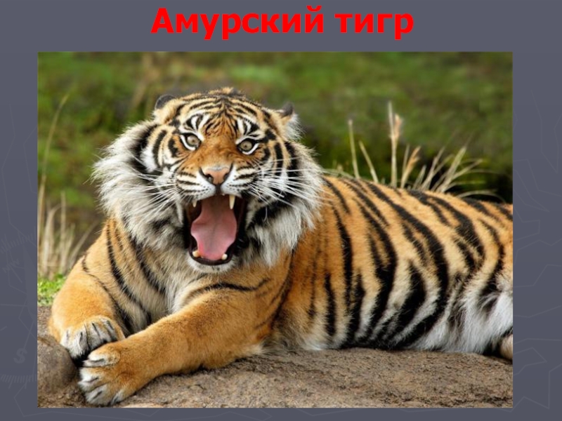 Презентация проекта по окружающему миру на тему: Красная книга или Возьмём под защиту. (2 класс) УМК Школа России. Амурский тигр Амурский тигр