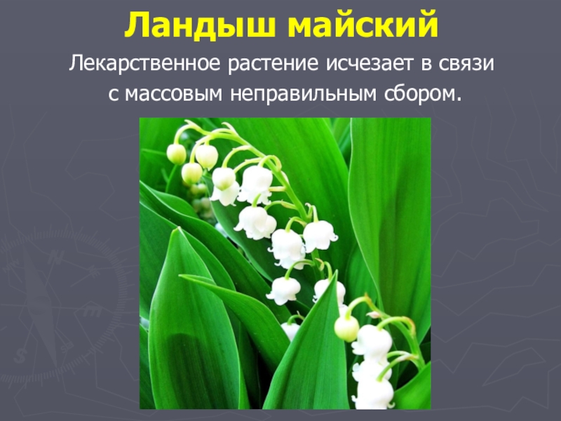 Презентация проекта по окружающему миру на тему: Красная книга или Возьмём под защиту. (2 класс) УМК Школа России. Ландыш майскийЛекарственное растение исчезает в связи с массовым неправильным сбором. Ландыш майскийЛекарственное растение исчезает в связи с массовым неправильным сбором.