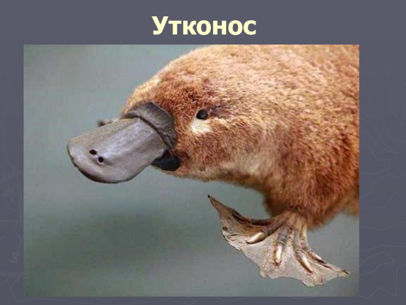 Презентация проекта по окружающему миру на тему: Красная книга или Возьмём под защиту. (2 класс) УМК Школа России. Утконос Утконос