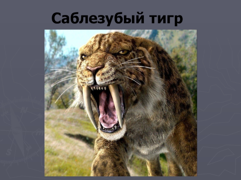 Презентация проекта по окружающему миру на тему: Красная книга или Возьмём под защиту. (2 класс) УМК Школа России. Саблезубый тигр Саблезубый тигр