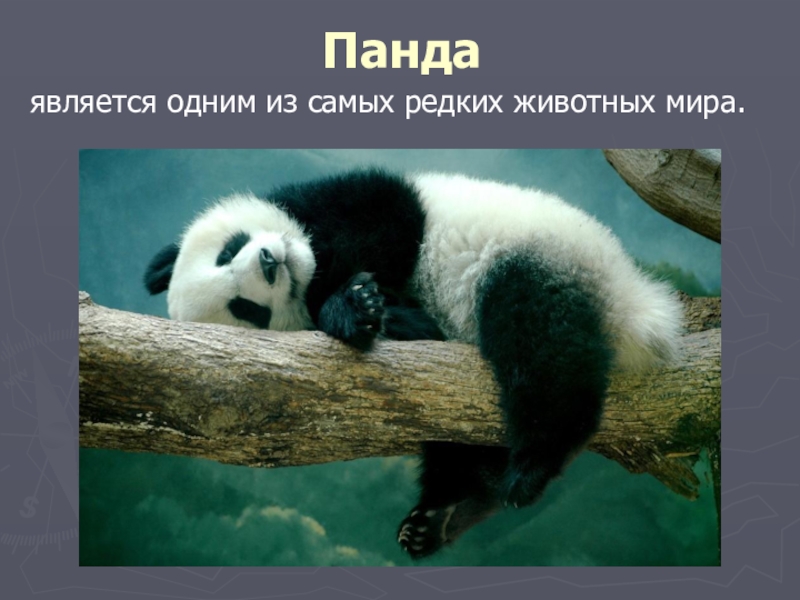 Презентация проекта по окружающему миру на тему: Красная книга или Возьмём под защиту. (2 класс) УМК Школа России. Пандаявляется одним из самых редких животных мира. Пандаявляется одним из самых редких животных мира.