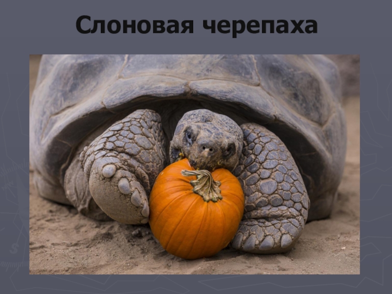 Презентация проекта по окружающему миру на тему: Красная книга или Возьмём под защиту. (2 класс) УМК Школа России. Слоновая черепаха Слоновая черепаха