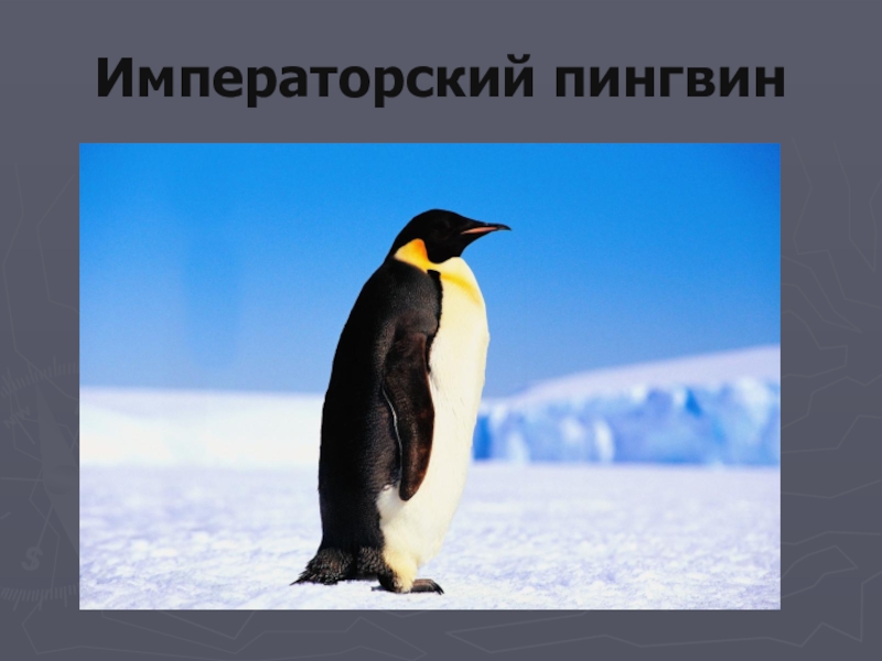 Презентация проекта по окружающему миру на тему: Красная книга или Возьмём под защиту. (2 класс) УМК Школа России. Императорский пингвин Императорский пингвин