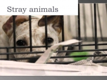 Бездомные животные