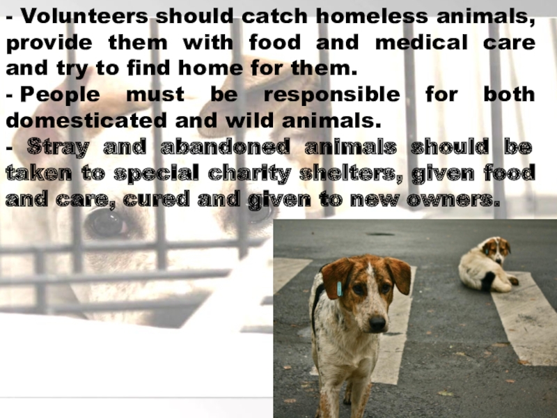 Бездомные животные - Volunteers should catch homeless animals, provide them with food and - Volunteers should catch homeless animals, provide them with food and medical care and try to find