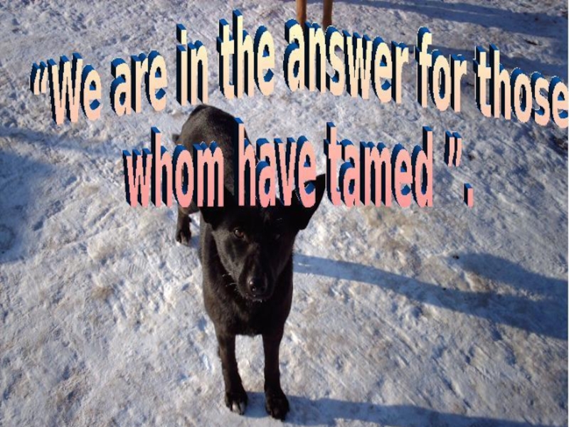 Бездомные животные