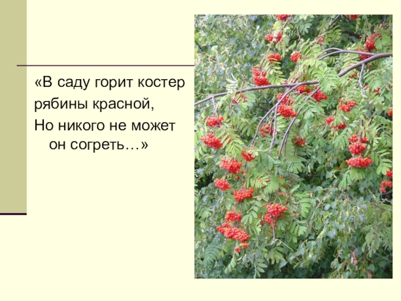 Горящих костров рябин. Костры рябин. В саду горит костер рябины красной. Костер рябины красной. Горит костёр рябины красной стихи.